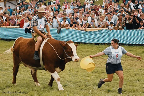 Der Klausi mit dem Ochsen Anton.