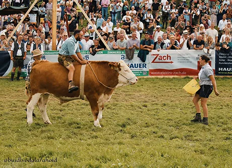 Der Michi mit dem Ochsen Jolly Jumper.