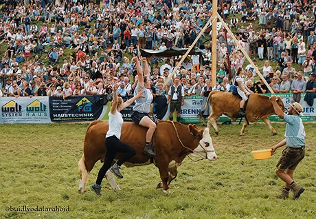 Die R&auml;si mit ihrem Ochsen Karl
